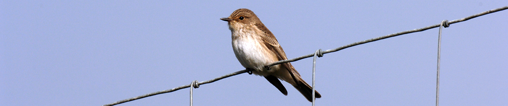 Spotted Flycatcher